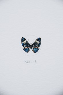 Mariposa azul